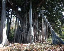 Moreton Bay Fig  IMG_1005